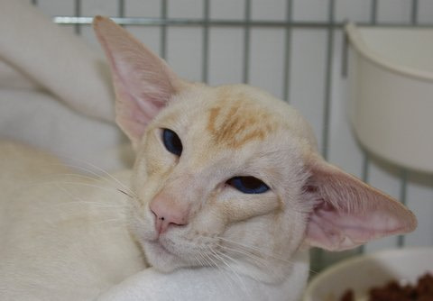 Cambridgeshire Siamese Pictures 2013