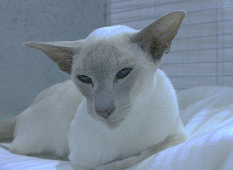 Three Counties Siamese Results 2013