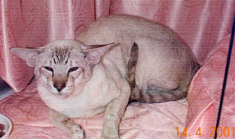 Tabby point Siamese cat