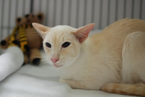 Edinburgh Siamese Pictures 2013