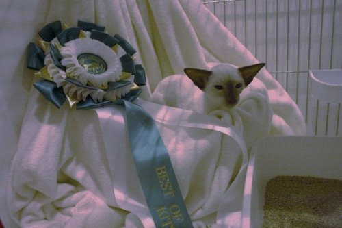 Wiltshire & District Siamese Results 2014