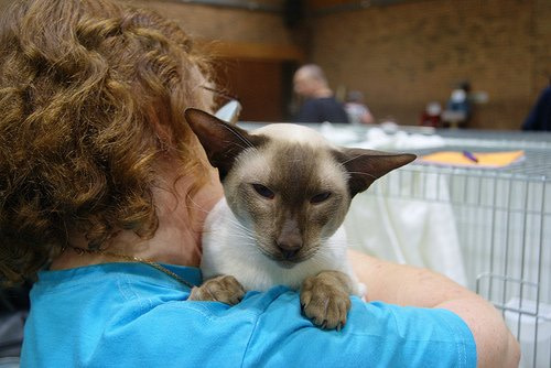 Siamese Cat Society of Scotland Results 2016