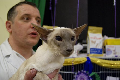 Northern Siamese Results 2013