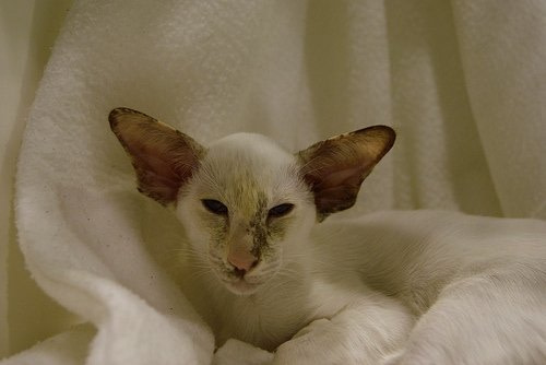 Kamik Marvellous Creation