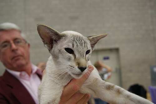 Yorkshire Siamese Results 2013