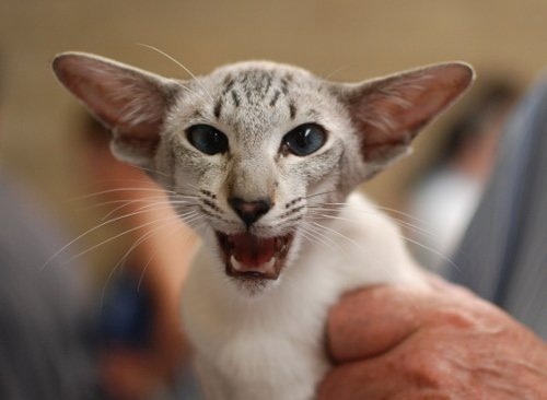 Edinburgh Siamese Results 2013