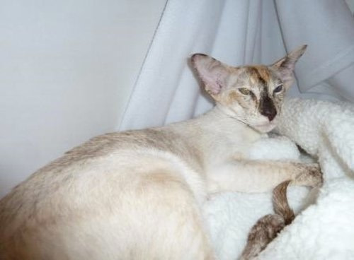 Maidstone & Medway Siamese Results 2014
