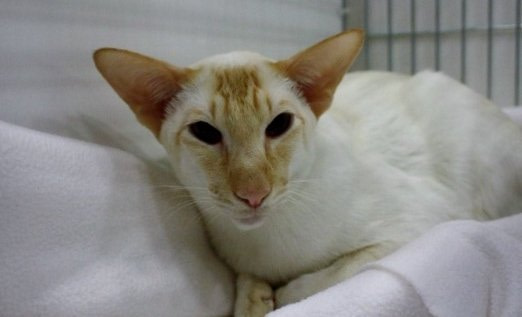 Gr Pr Jophas Coeur D'or