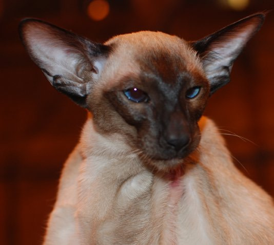 West of Scotland Siamese Results 2013