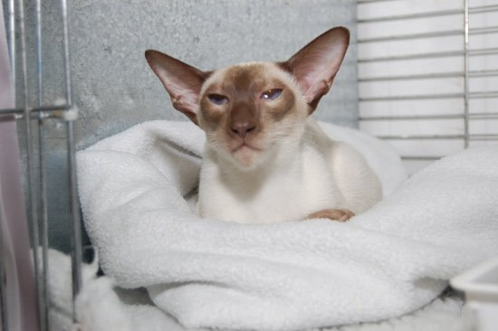 Cumberland Siamese Results 2013