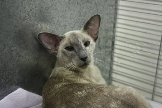 Gr Ch Alderstar Indigo Indulgenc