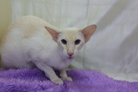 Oriental Cat Association Siamese Results 2014