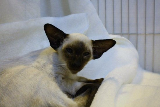 Kentish Siamese Results 2013