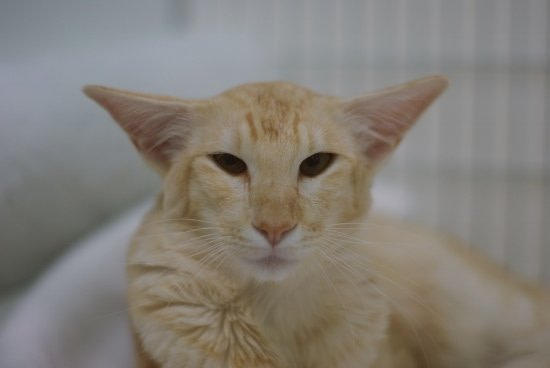 Bedford & District Siamese Pictures 2013