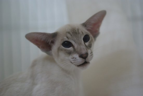 Humberside Siamese Results 2014