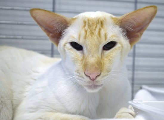 Havana & Oriental Lilac Siamese Results 2015