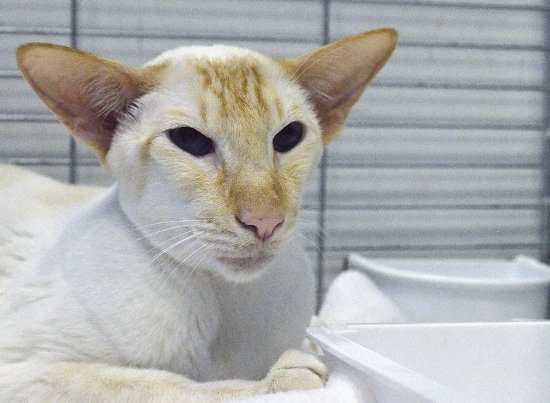 Chocolate Pointed Siamese Results 2013