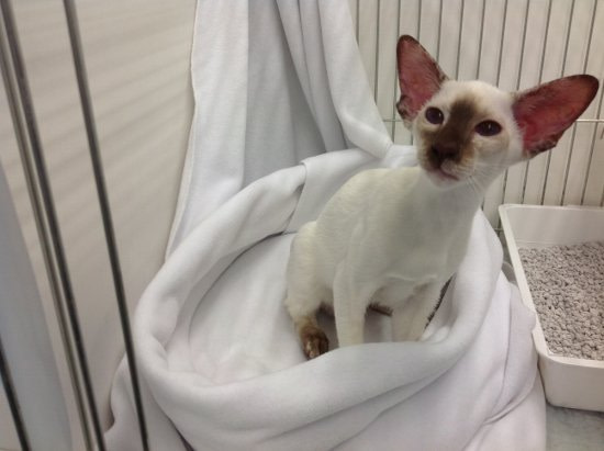 South Western Siamese Results 2013