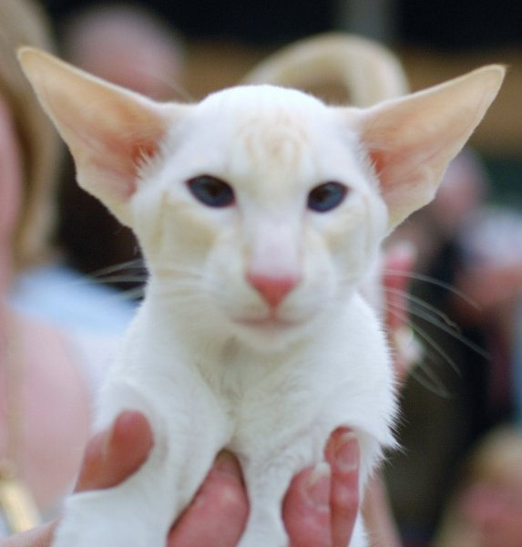 Durham Siamese Results 2013