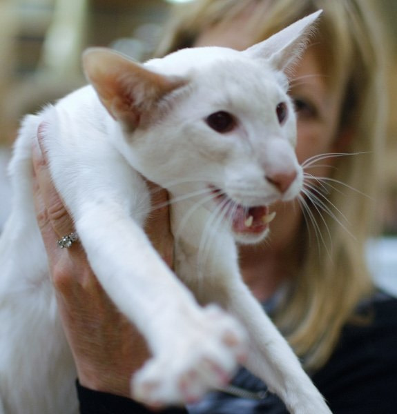 Cumberland Siamese Results 2014