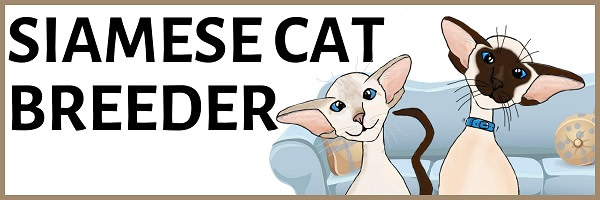 Siamese Cat Breeder