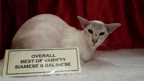 Kernow Siamese Show Results 2014