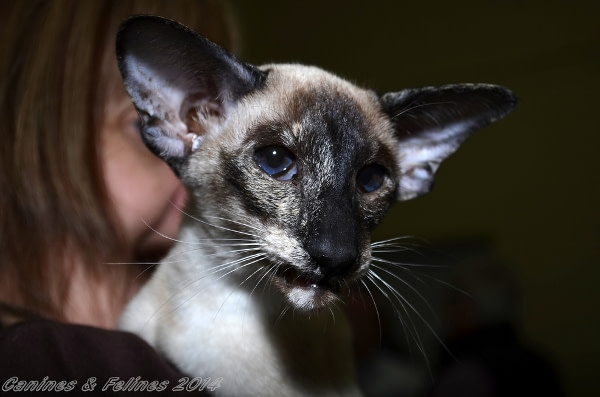 Kernow Siamese Results 2015