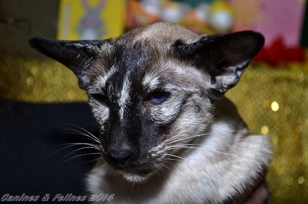 Lancashire Siamese Results 2015