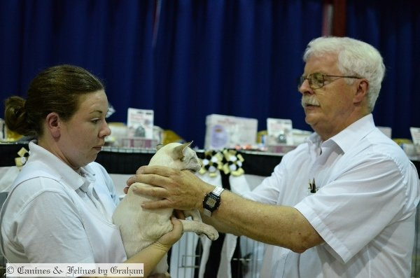 Blue Pointed & Midshires Siamese Photos 2014