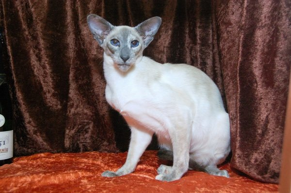 Wyvern Siamese Results 2013