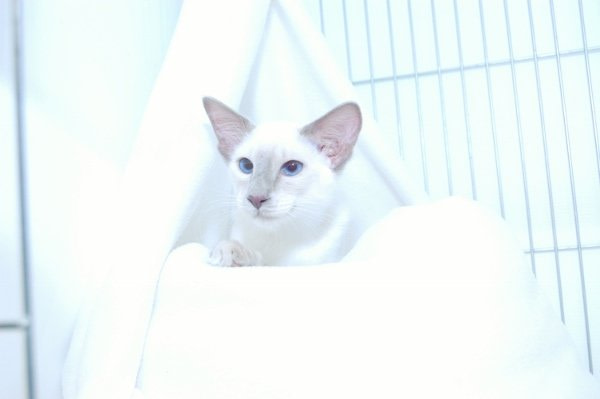 Balinese Cat Society Results 2013