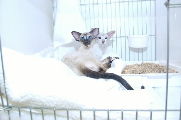 Caramel & Apricot Federation Siamese Results 2013