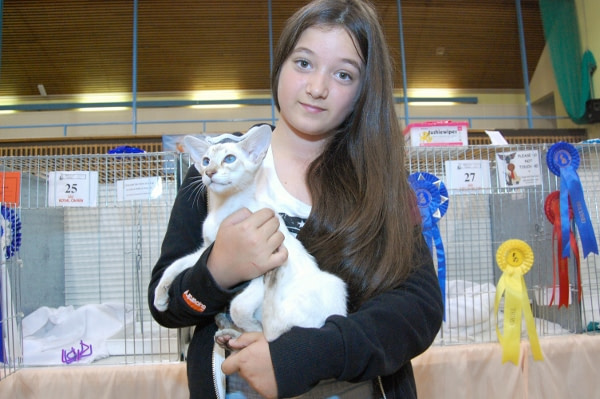 Siamese Cat Association Pictures 2013