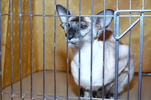 Herts & Middlesex Siamese Results 2015