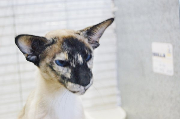 Wiltshire Siamese Results 2015