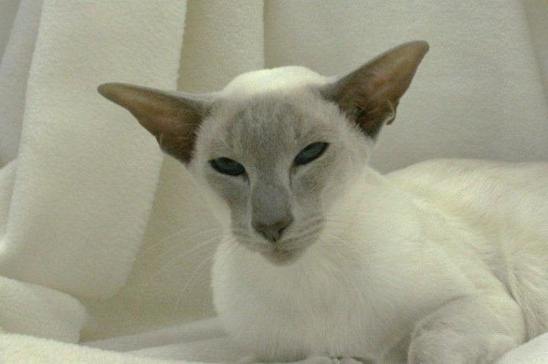 Tabby Pointed Siamese Results 2014