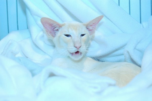 Siamese Cat Society of Scotland Show Photos 2014