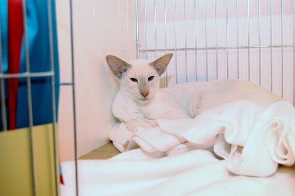 Chester & North Wales Siamese Results 2014