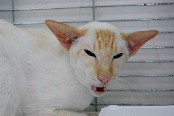 Chocolate & Lilac Siamese Photos 2014