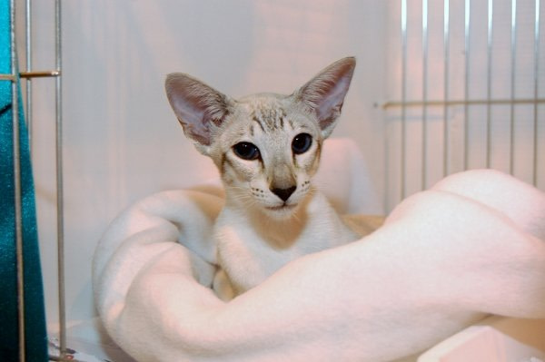 Chester & North Wales Siamese Photos 2014