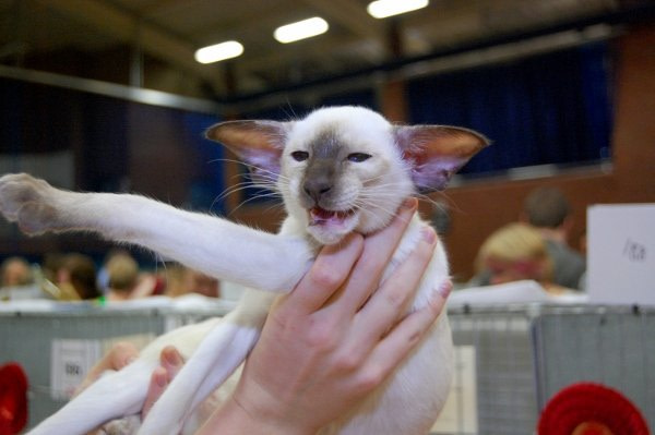 Teesside Siamese Photos 2014