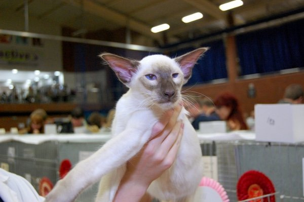 Teesside Siamese Results 2014