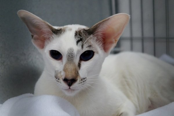 West of Scotland Siamese and Oriental Photos 2015