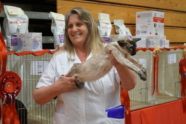 Lancashire Siamese and Oriental Photos 2015