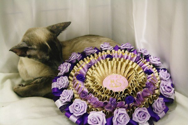 Balinese & Siamese Cat Show Pictures 2013