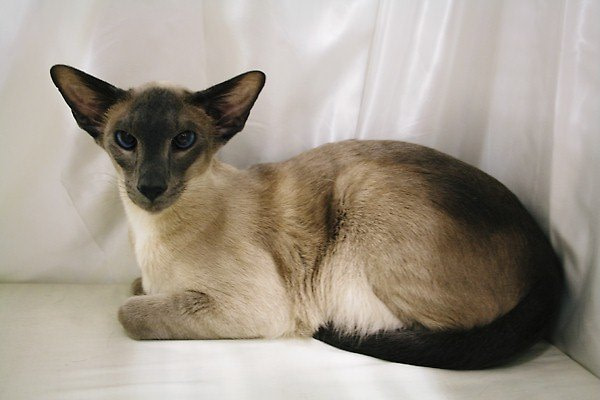 Balinese & Siamese Cat Show 2013