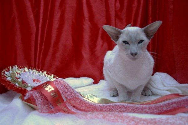 Essex Siamese Pictures 2013