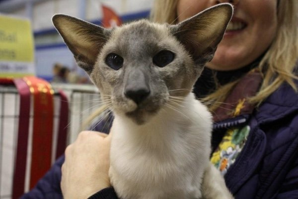 Surrey & Sussex Siamese Results 2013