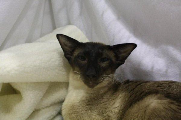 Bristol Siamese Results 2013