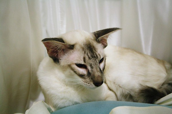 The Balinese Cat Society Results 2014